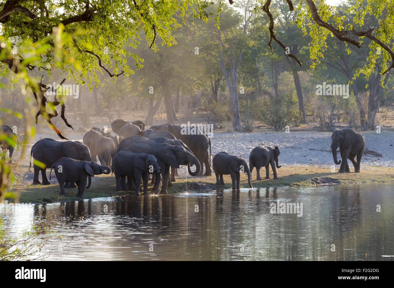 Elefanten trinken an der Hufeisen-Biegung im Kwando Fluss, Caprivi, Namibia Stockfoto