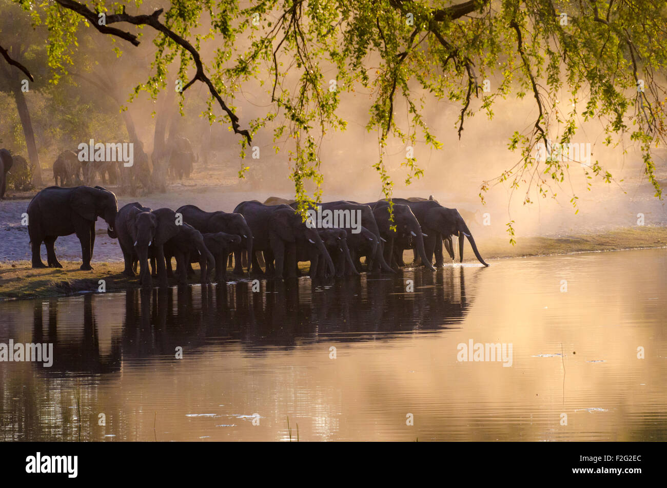 Elefanten trinken an der Hufeisen-Biegung im Kwando Fluss, Caprivi, Namibia Stockfoto