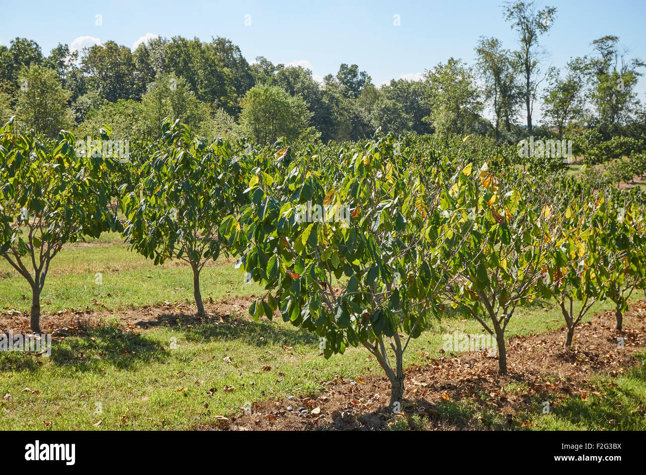Papaya Obstgarten, Westminster, Maryland, USA Stockfoto