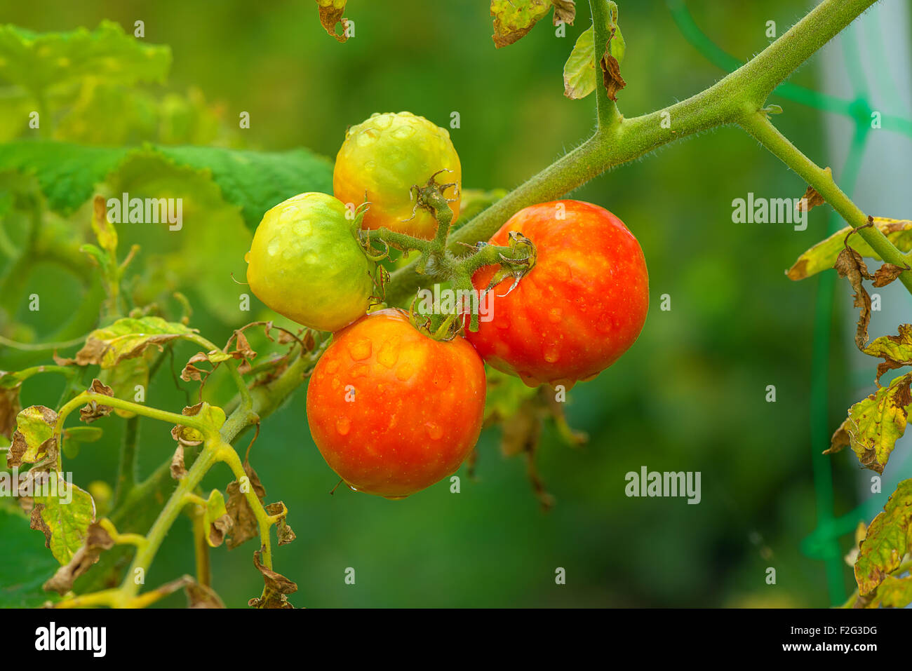 Einheimische rote frische Bio Tomaten im Garten, selektiven Fokus Stockfoto