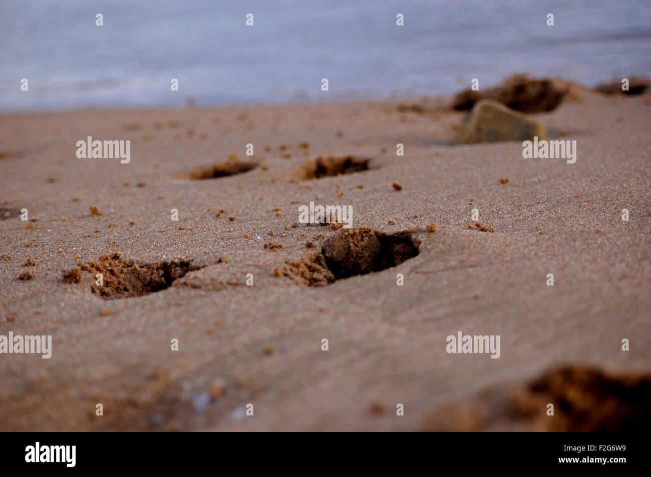 Tiefen Hund Pfotenabdrücke im Sand am Strand von Donmouth, Aberdeen, Schottland Stockfoto