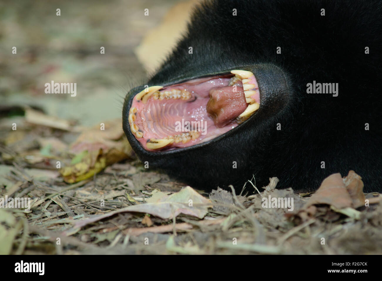 Schwarzen Sie Crested Macaque Gähnen zeigt seine bösartigen Hunde während der Verlegung auf dem Boden im Wald Tangkoko Nationalpark. Stockfoto