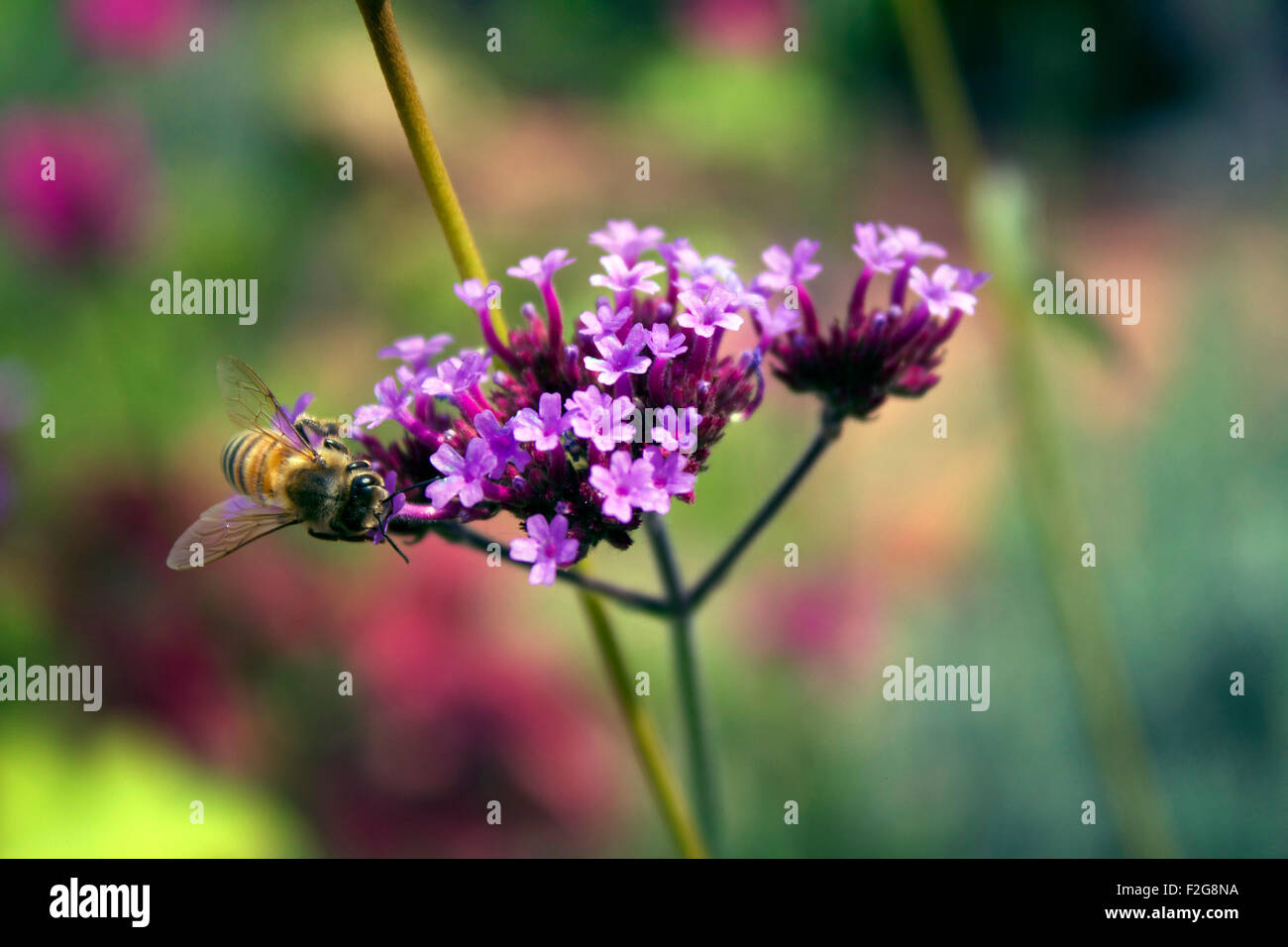 Biene auf Blumen Stockfoto