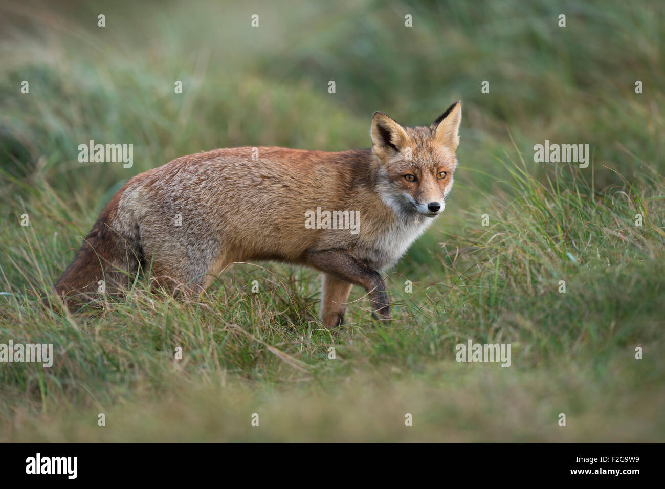 Rotfuchs / Rotfuchs ( Vulpes vulpes ) in dickem Wintermantel sticht durch eine Wiese mit hohem Gras, wunderschönes Tier, Tierwelt, Europa. Stockfoto