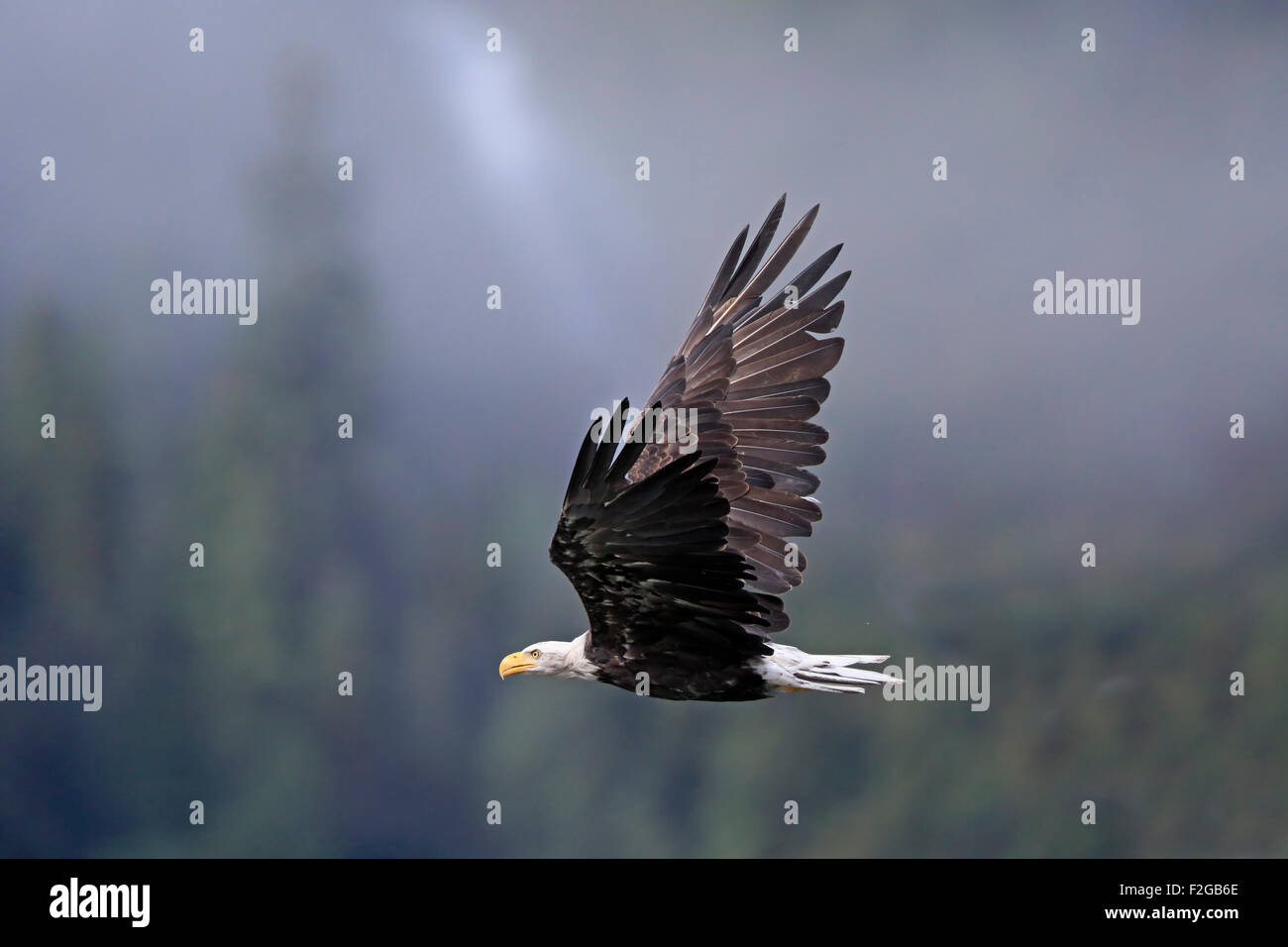 Adult Weißkopfseeadler im Flug mit nebligen Wald als Hintergrund Stockfoto