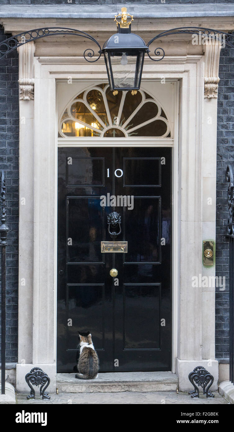Larry Downing Street Katze, Chief Mouser, Cabinet Office. Larry ist eine braune und weiße Tabby, an der Tür Nummer 10 Stockfoto