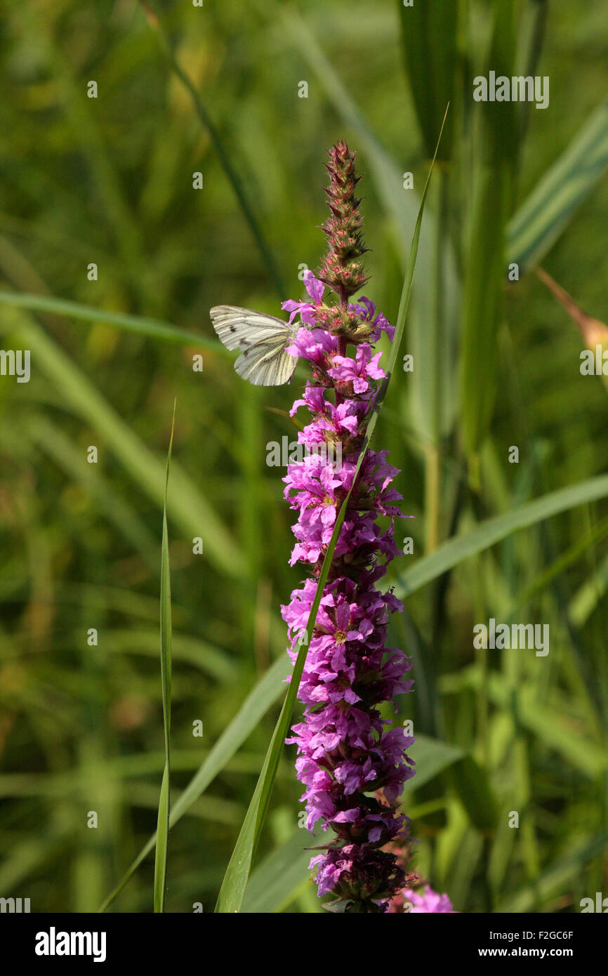 Blutweiderich Stockfoto