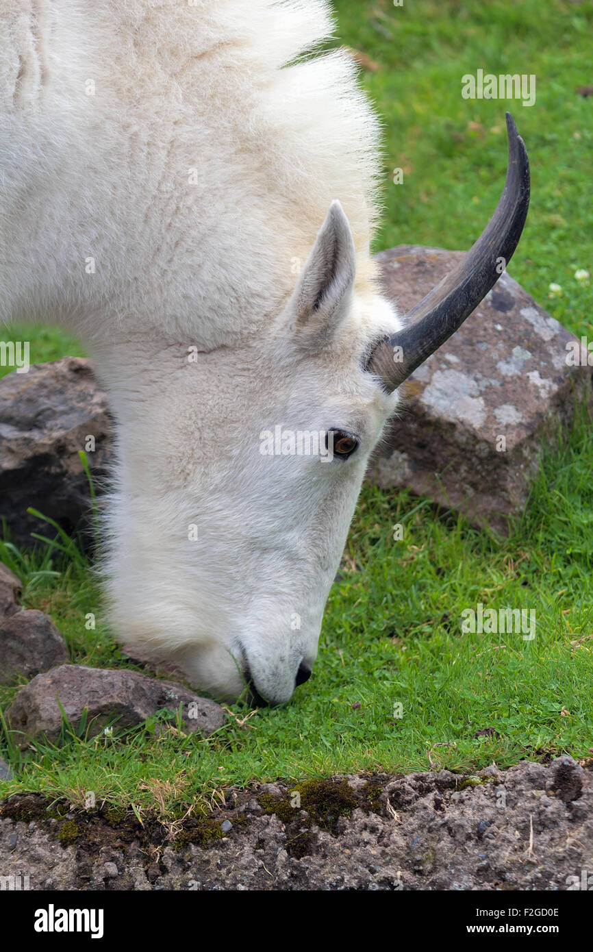 ROcky Mountain Goat Beweidung durch die Stream Closeup Portrait Stockfoto