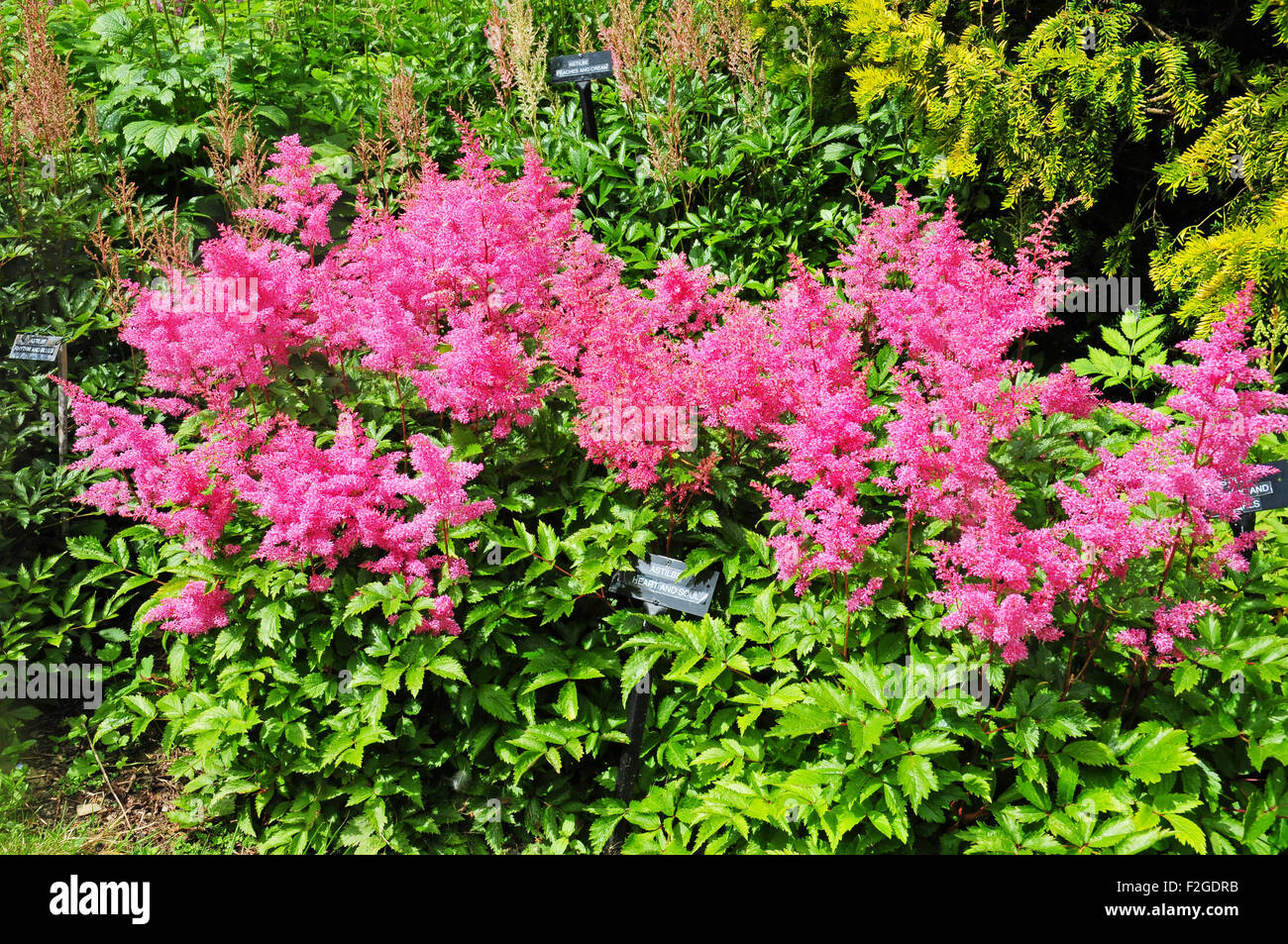 Astilbe "Herz und Seele" Stockfoto