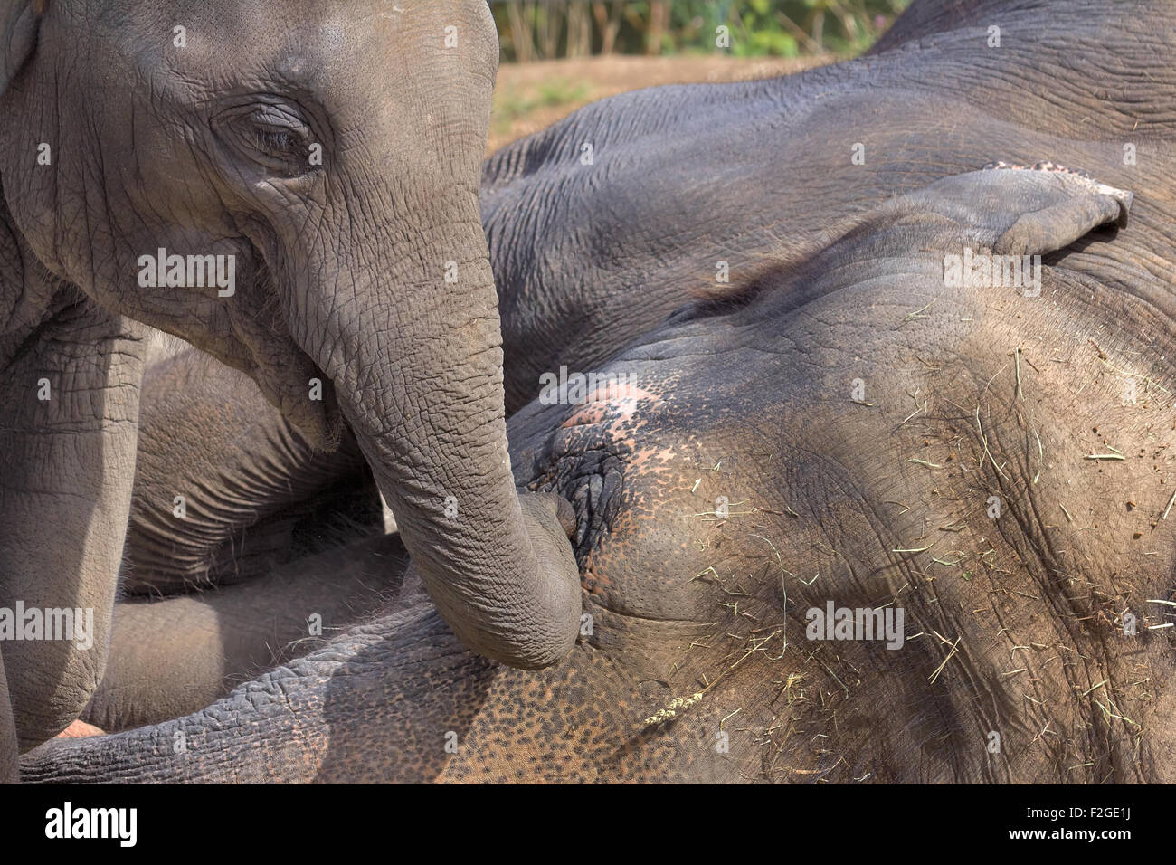 Asiatische Elefantenbaby mit schlafenden Mutter Elefant Closeup Portrait Stockfoto