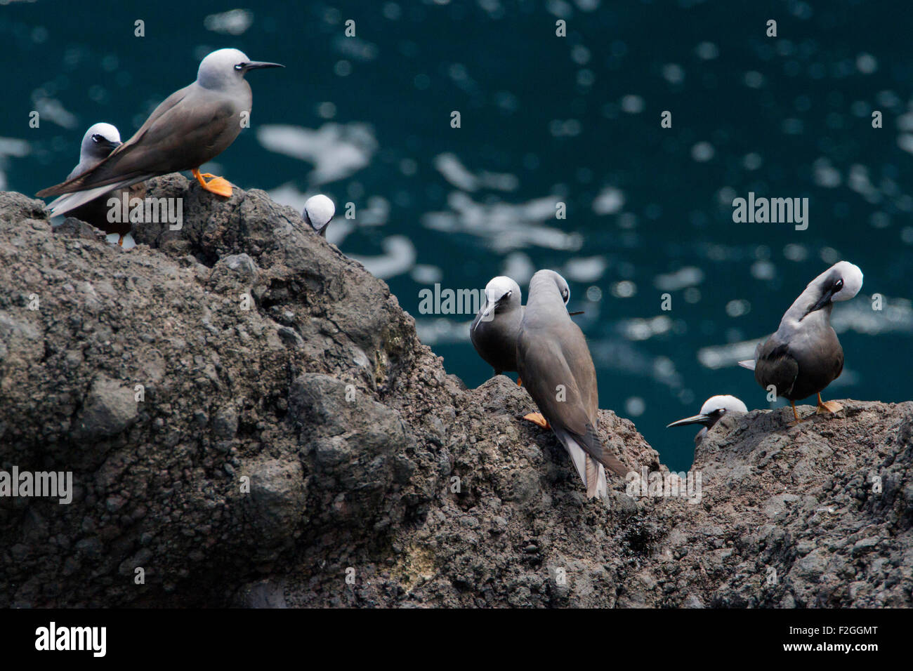 Schwarzer Noddy (Anous Minutus) thront am Meer-Stacks in der Nähe von Black Sand Beach im Waianapanapa State Park, Maui, Hawaii im August Stockfoto