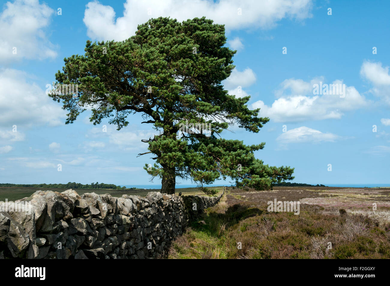 Trockenmauern Mauer und Baum, schießen Haus Rigg, Raketenstarts Moor, North Yorkshire Moors, Yorkshire, England, UK Stockfoto