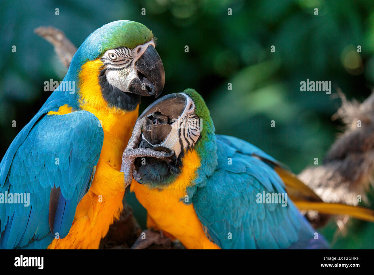 Zwei Papageien, flirten Stockfoto