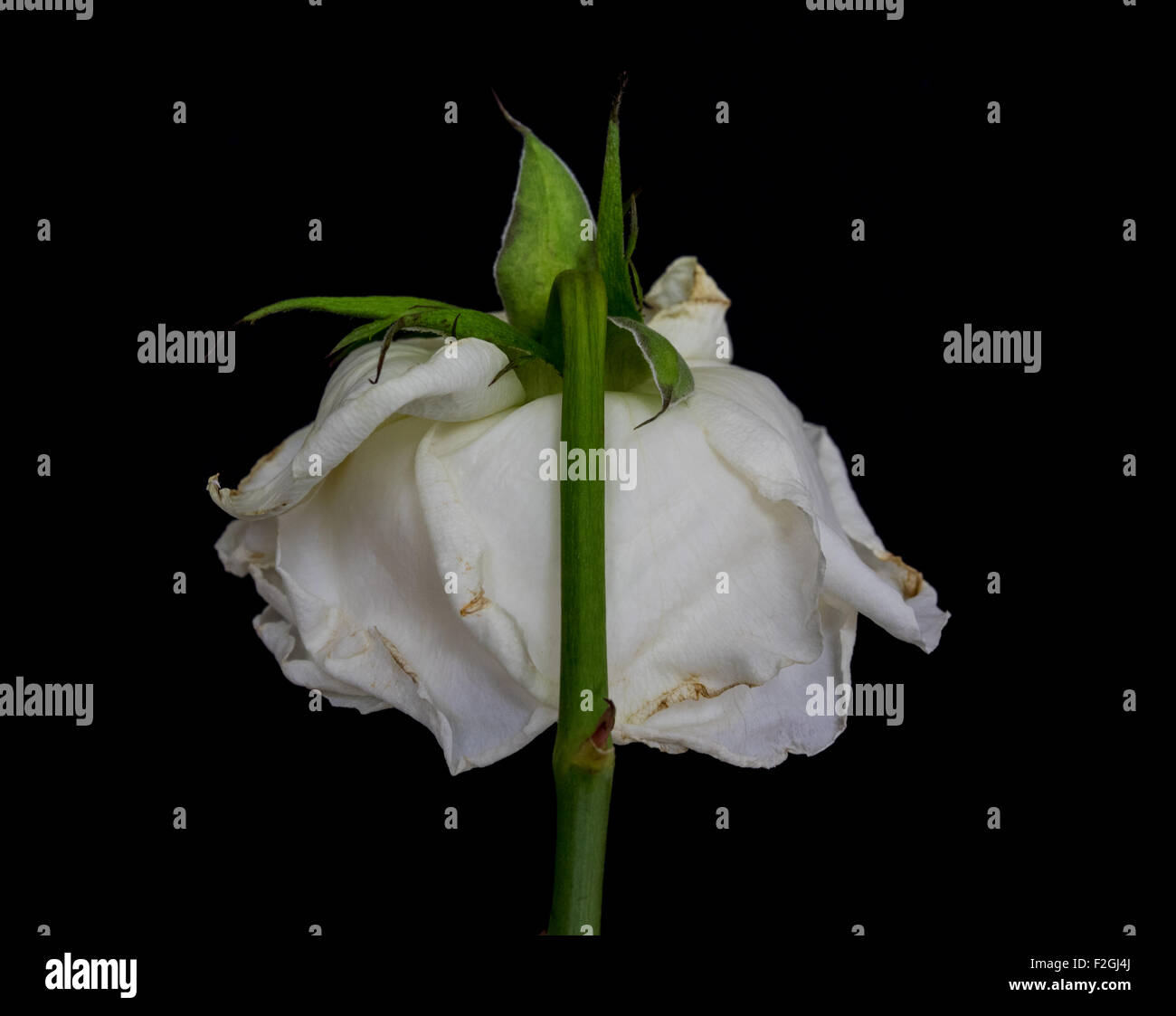 Weisse welke rose Stockfoto