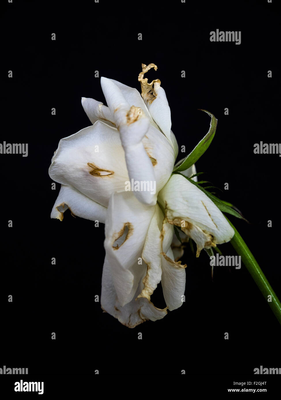 Weisse welke rose Stockfoto