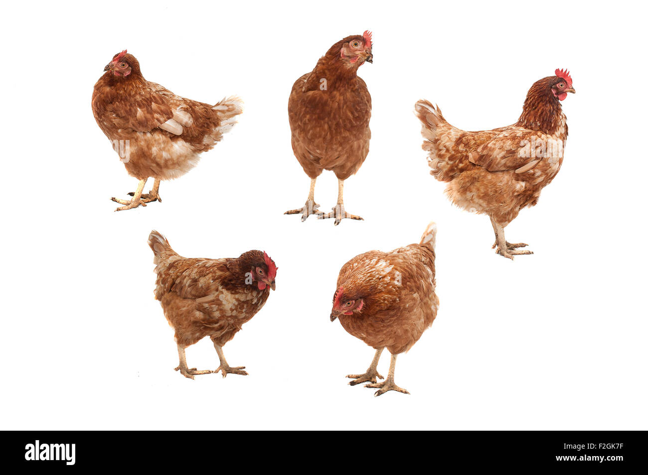 Fünf Hühner in verschiedenen Posen auf einem weißen Hintergrund. Stockfoto