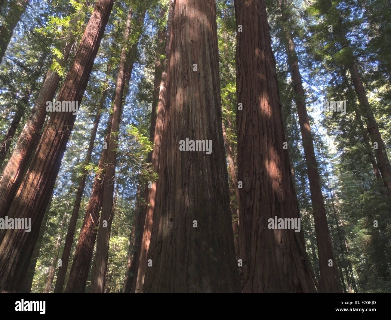 Mammutbäume, Mammutbaum Sempervirons, riesigen Redwood-Bäume an der Pazifikküste Prairie Creek Redwoods State Park, Kalifornien. Stockfoto
