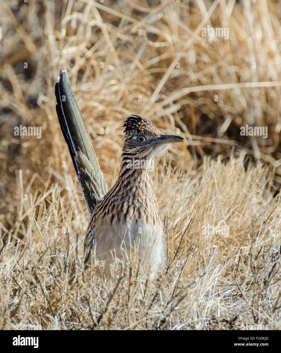 Roadunner (Geococcyx Califonianus) eine schnellere laufende gemahlen Kuckuck mit einem langen Schweif und markante Kopf crest, Bosque del Apache N Stockfoto