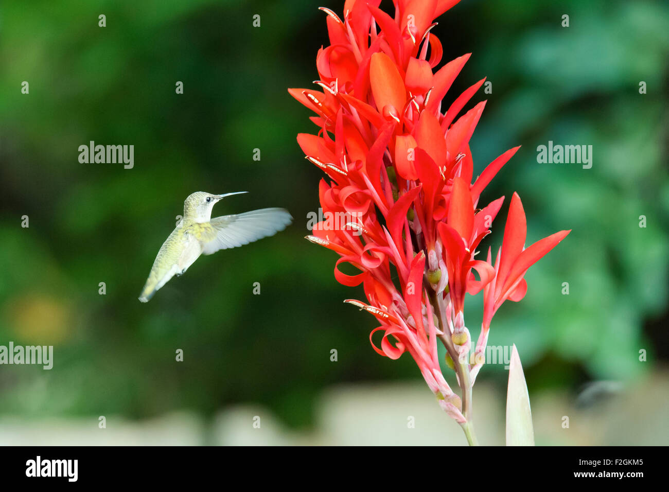 Frau Ruby – Throated Kolibri Stockfoto