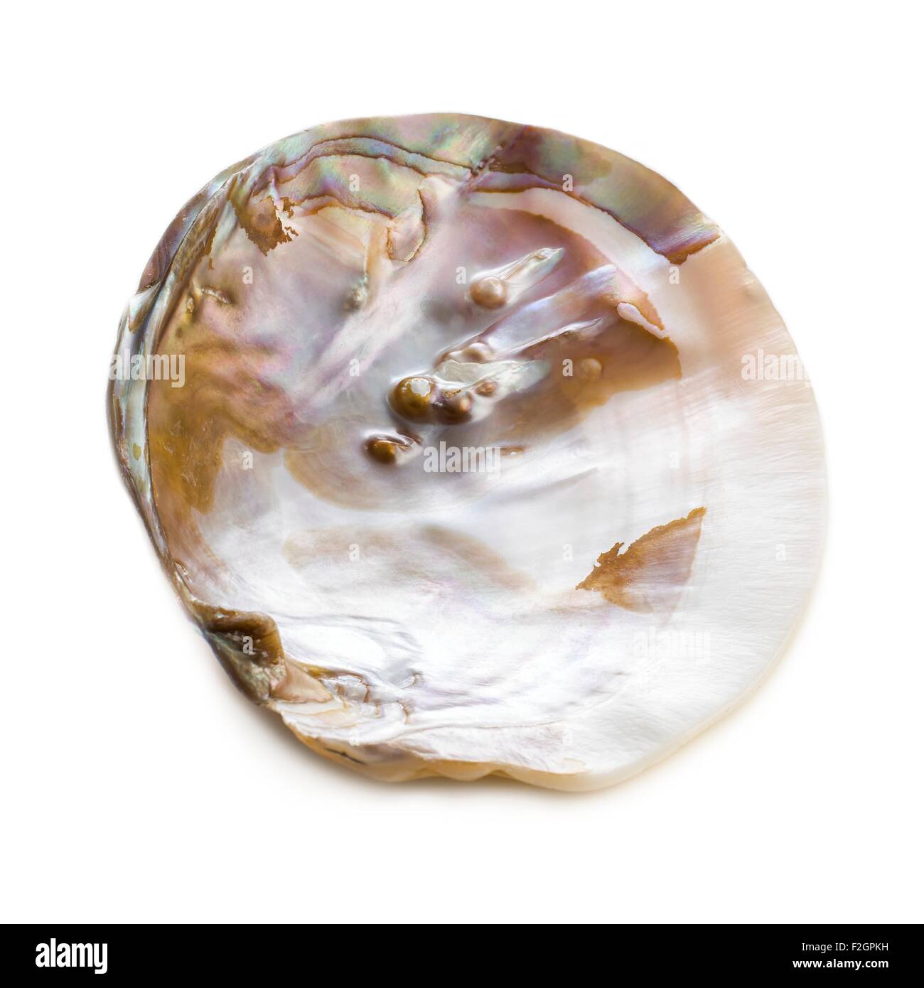Süßwasser Perle Austernschale Stockfoto