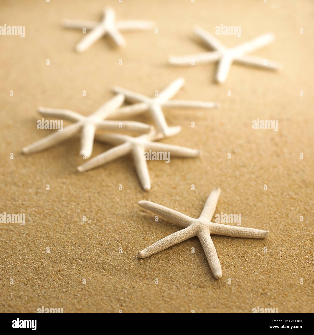 Finger-Seestern auf sand Stockfoto