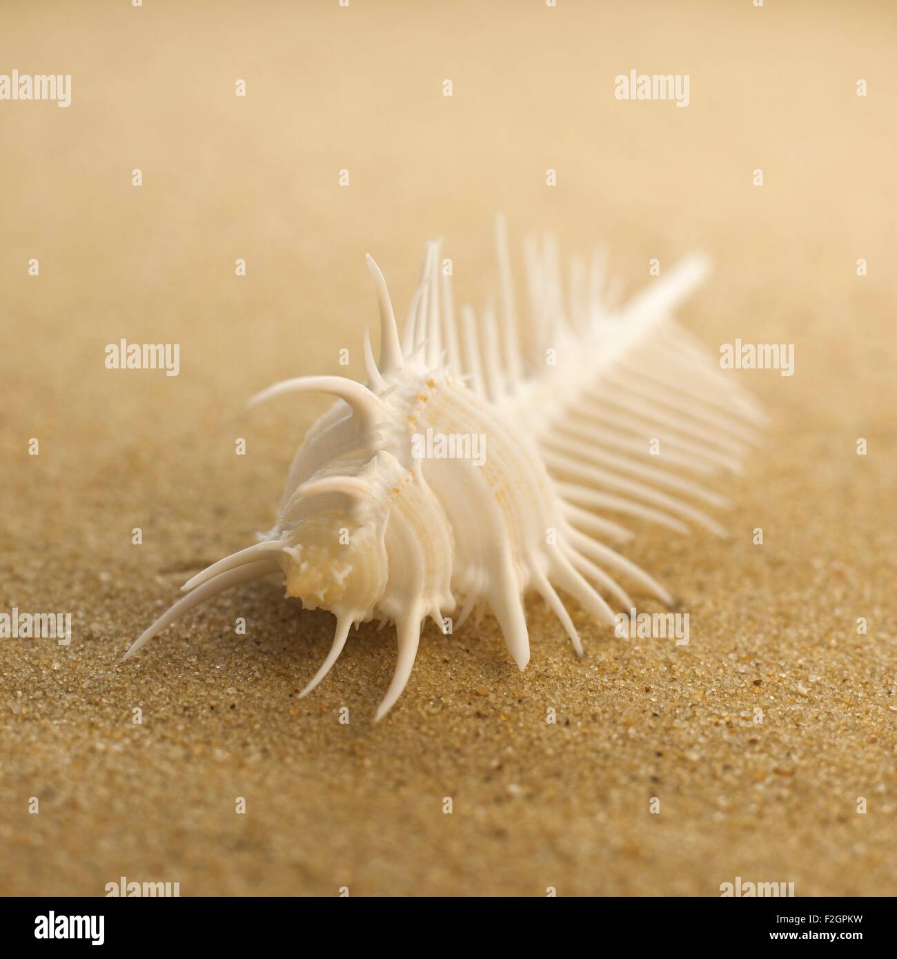 Kamm-Muschel auf sand Stockfoto