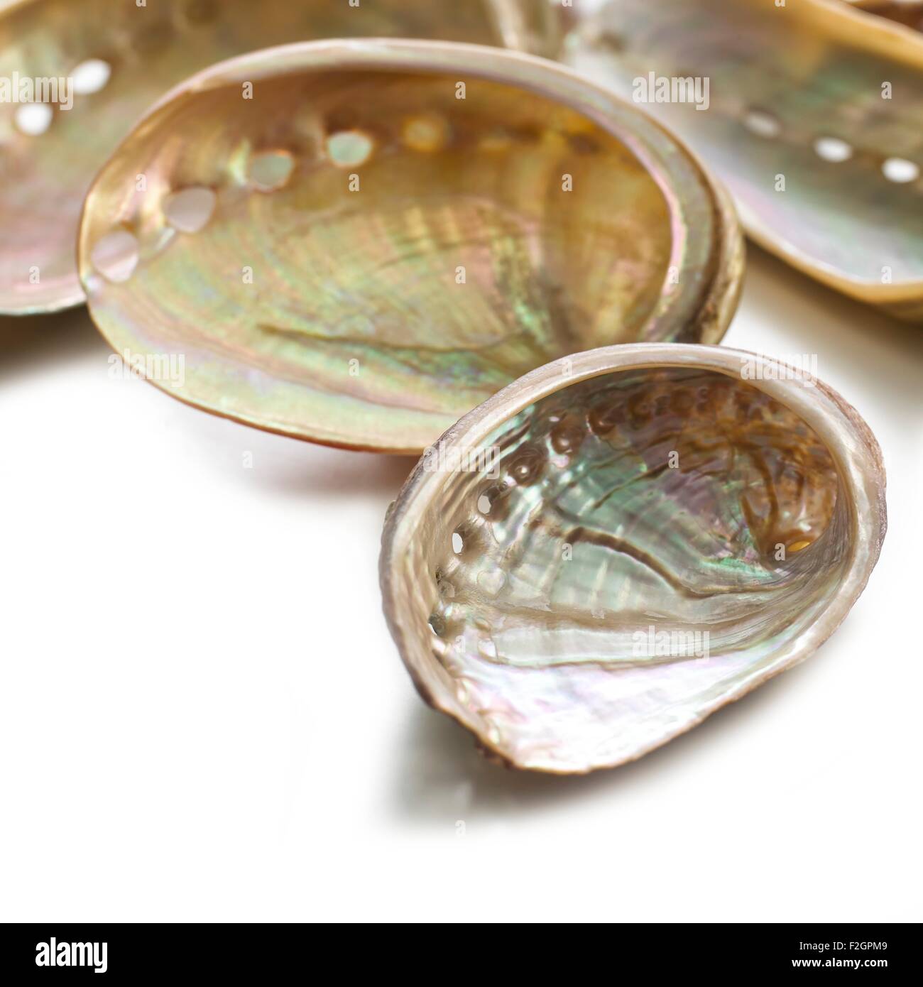Weiß gefärbt Abalone-Muscheln Stockfoto