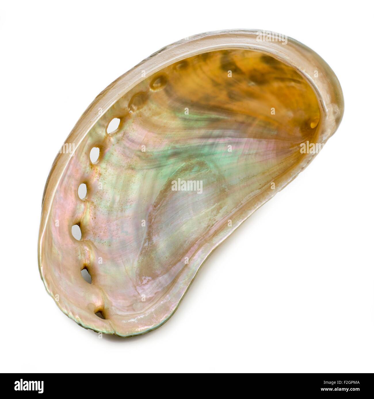 Weiß gefärbt Abalone-Muschel Stockfoto