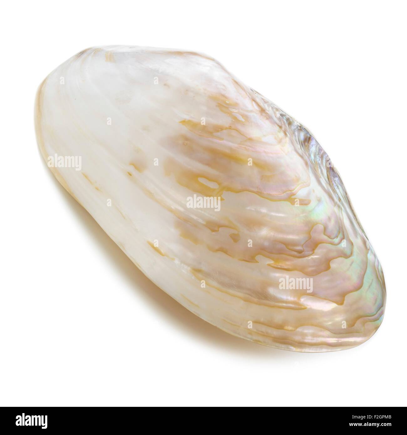 Weiß gefärbt Abalone-Muschel Stockfoto