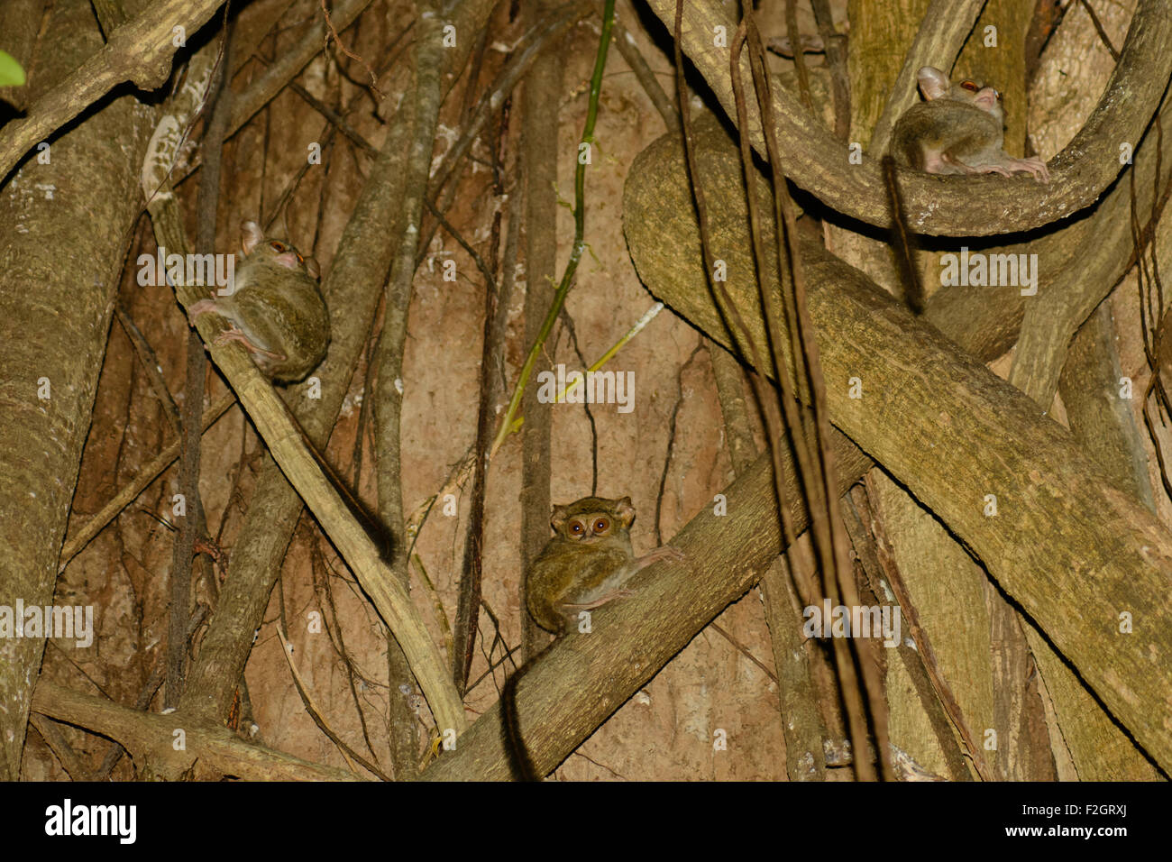 Drei Tarsius Tarsier in der Struktur ihres Wohnortes im Wald von Tangkoko Nationalpark in Nord-Sulawesi - Indonesien Stockfoto