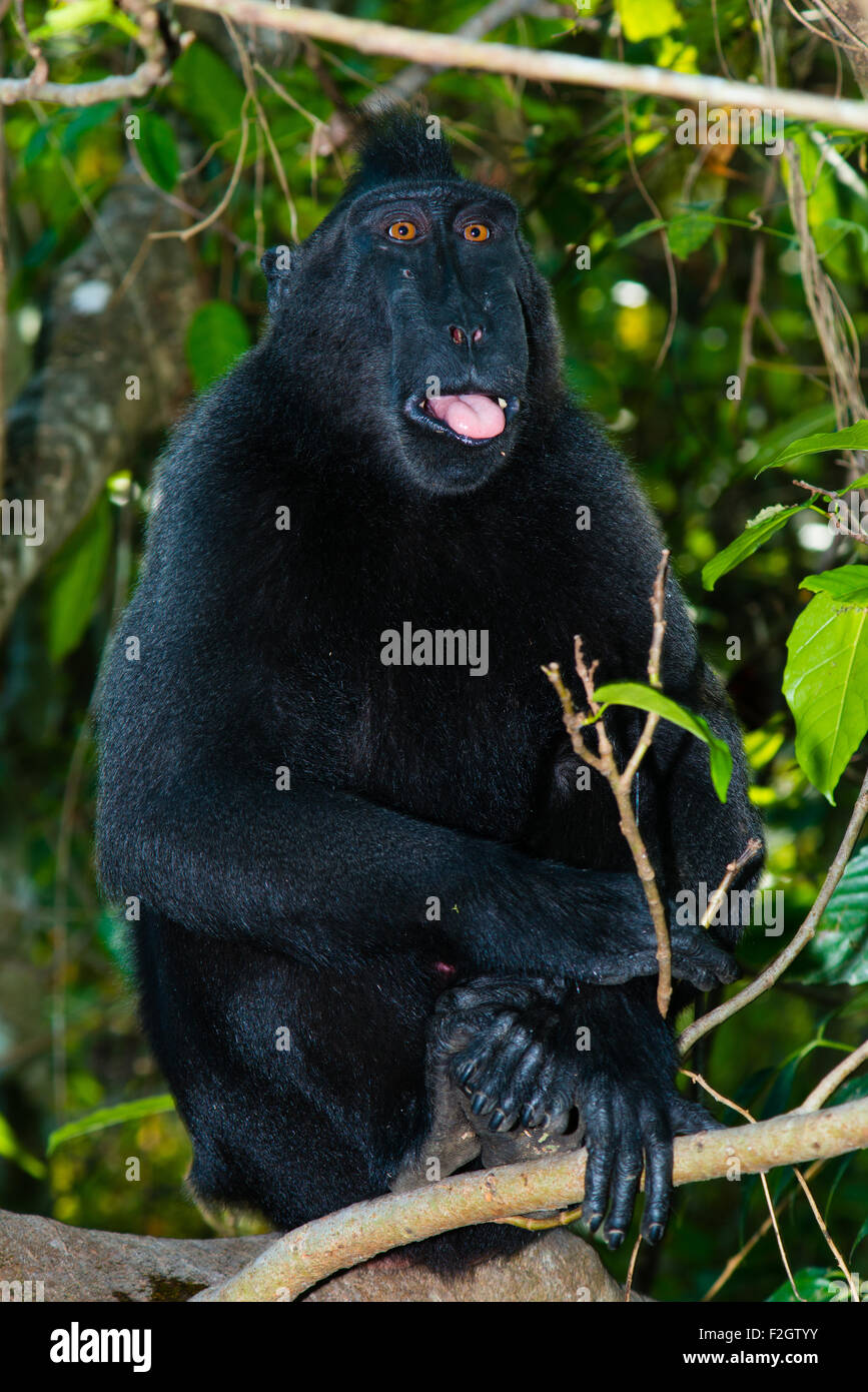 ein einziger schwarzen crested Macaque auch bekannt als Celebes, die schwarze Makaken auf dem Boden im tropischen Regenwald entspannt Stockfoto