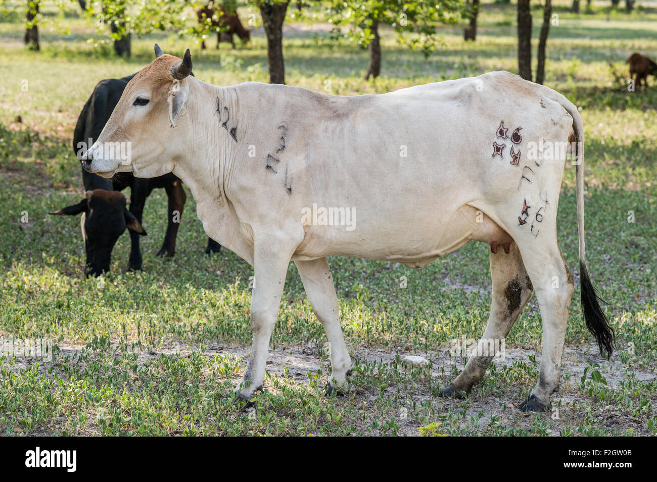 Mischlingshund Rinder in Botswana, Afrika Stockfoto