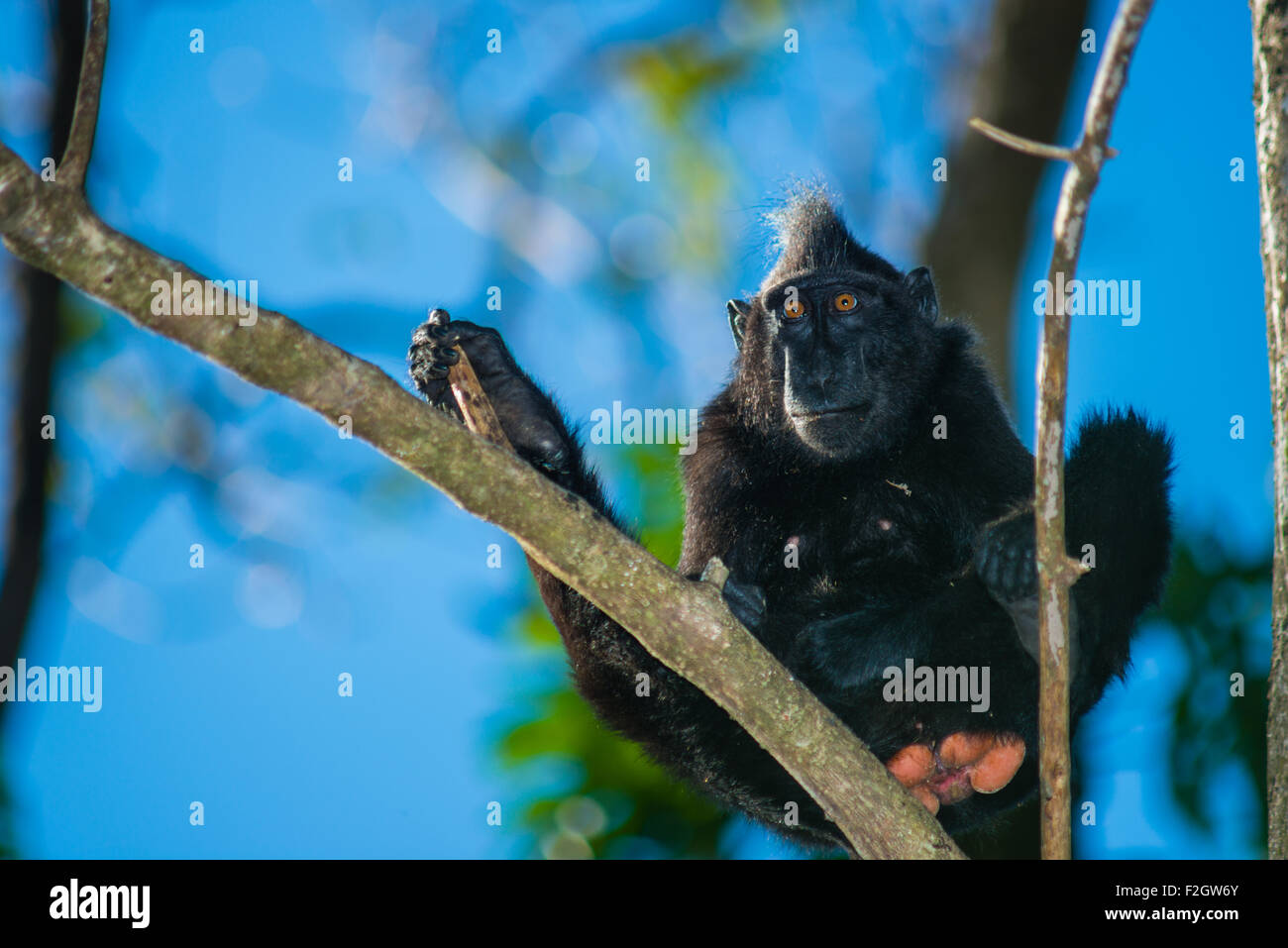 Ein Jugendlicher männliche schwarze Crested macaque von Nord Sulawesi einen Rest nehmen auf einem Baum im Wald von Tangkoko National Park an einem sonnigen Tag. Stockfoto