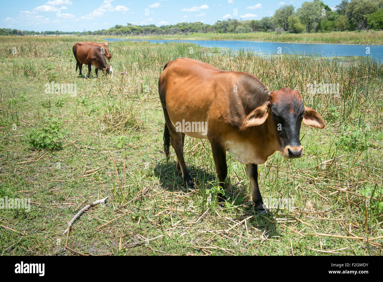 Grasende Kuh durch den Fluss in Botswana, Afrika Stockfoto