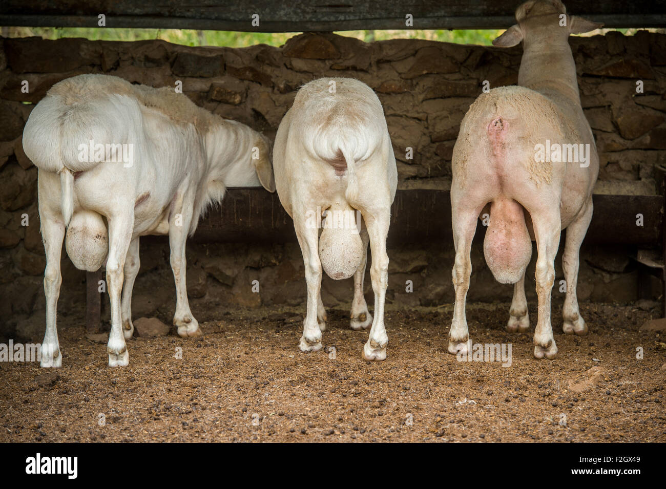 Fat tailed Dorpers (Ovis Aries) auf einem Bauernhof in Botswana, Afrika Stockfoto