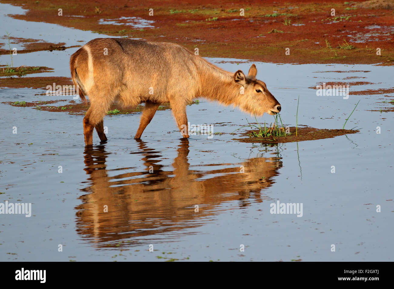 Weiblicher Wasserbock (Kobus Ellipsiprymnus) Fütterung in Wasser, Krüger Nationalpark, Südafrika Stockfoto