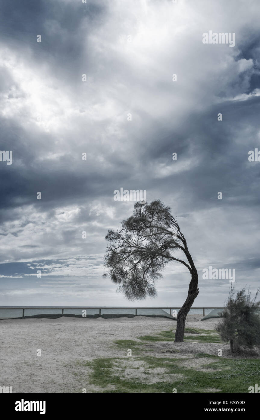 Coastal Baum gebogen bei starkem Wind, Mornington Peninsula, Australien. Stockfoto