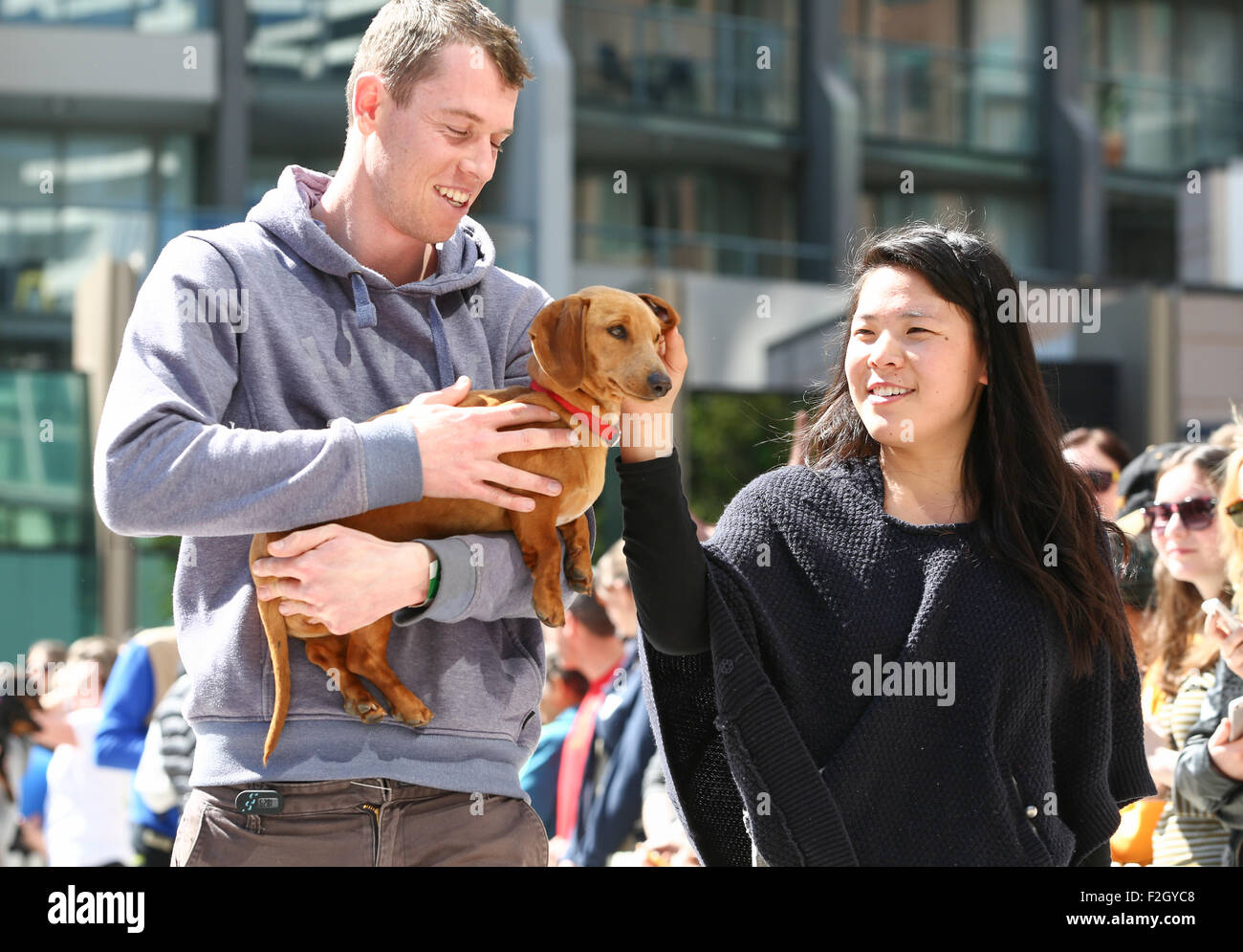 Dackel Hunde laufen beim ersten Teckelrennen Rennen in Melbourne, September 2015 Stockfoto