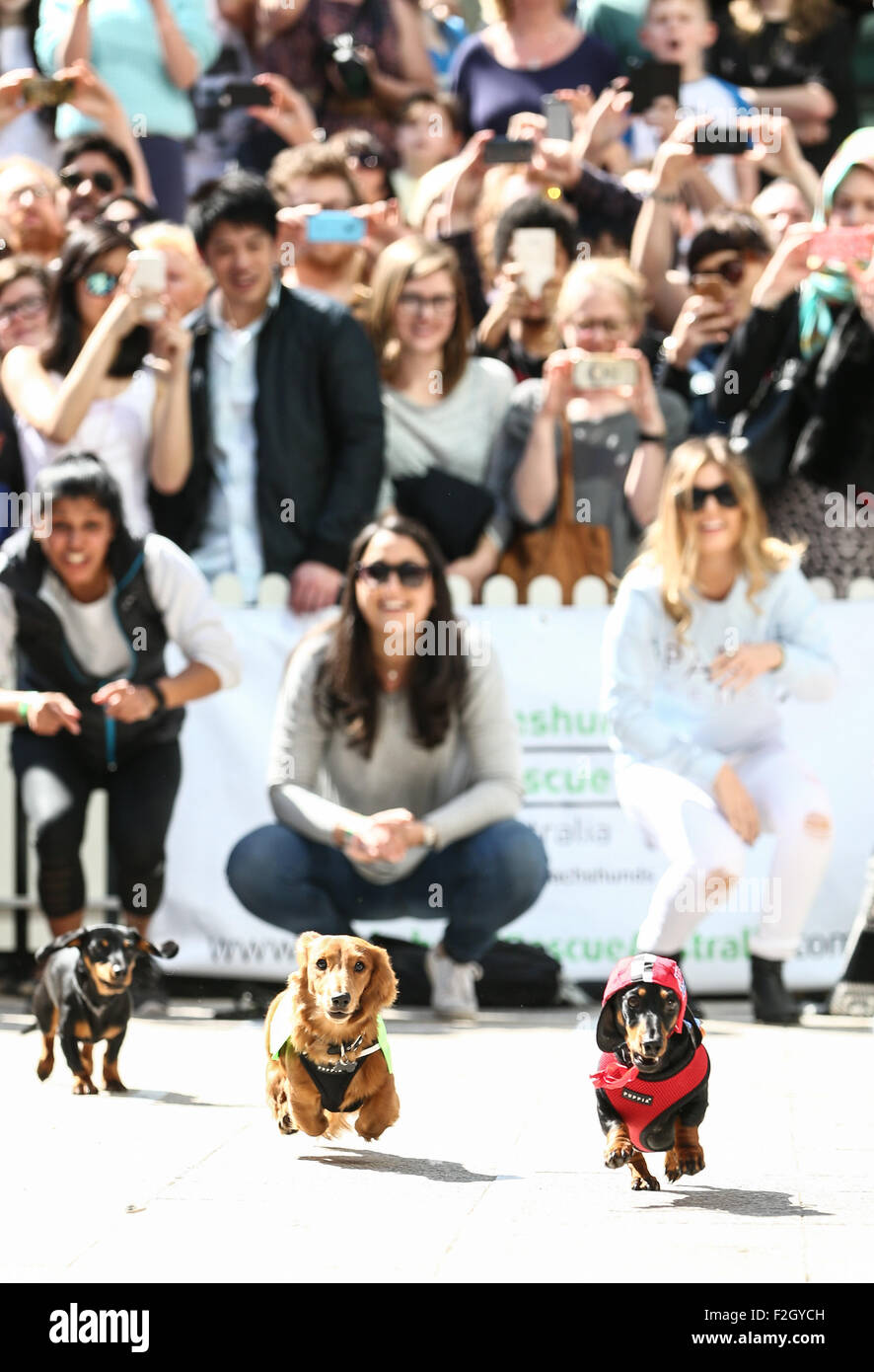 Dackel Hunde laufen beim ersten Teckelrennen Rennen in Melbourne, September 2015 Stockfoto