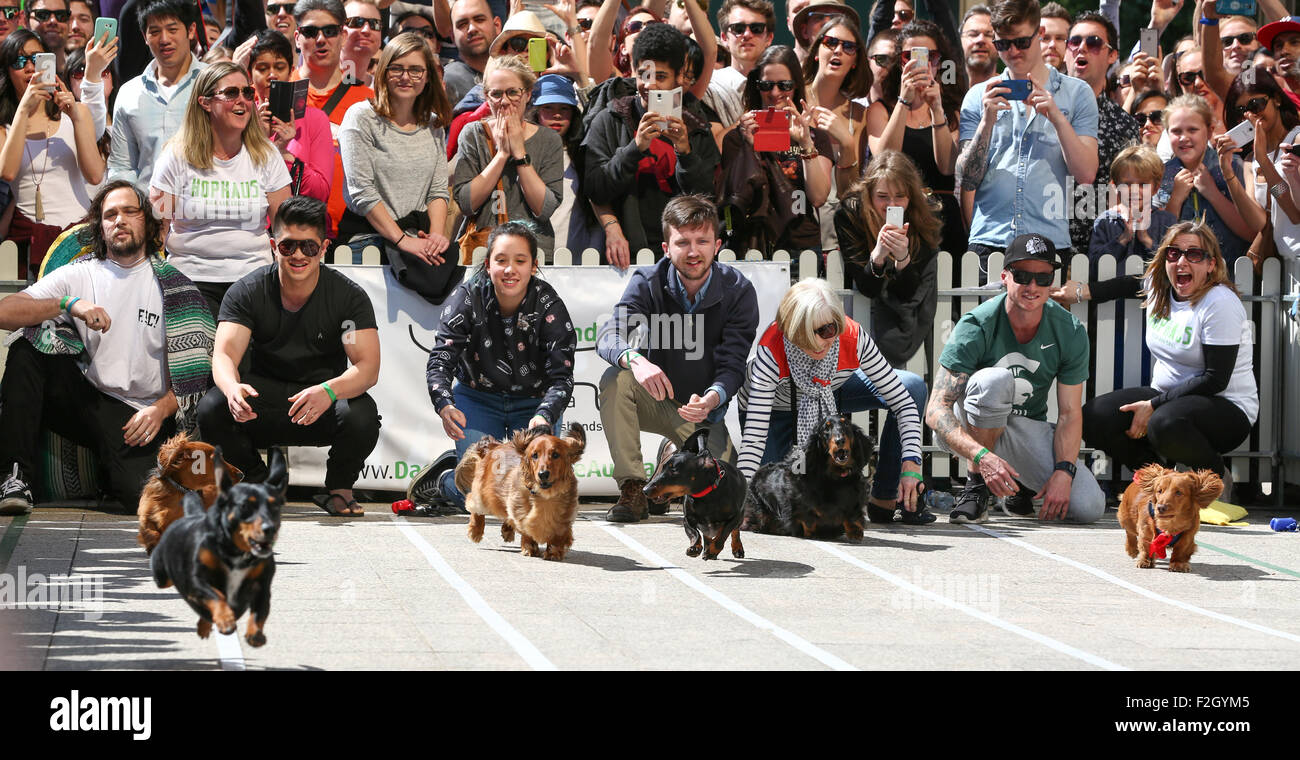 Dackel Hunde laufen beim ersten Teckelrennen Rennen in Melbourne, September 2015 Stockfoto