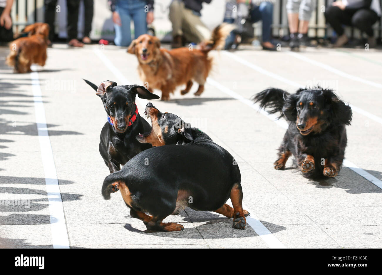 Dackel Hunde laufen beim ersten Teckelrennen Rennen in Melbourne, September 2015 Stockfoto
