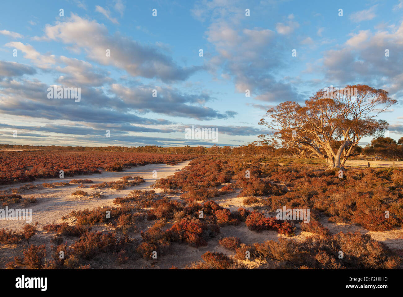 Einheimischen australischen Wüste Sträuchern Landschaft bei Sonnenuntergang. Murray-Sunset National Park, Australien. Stockfoto