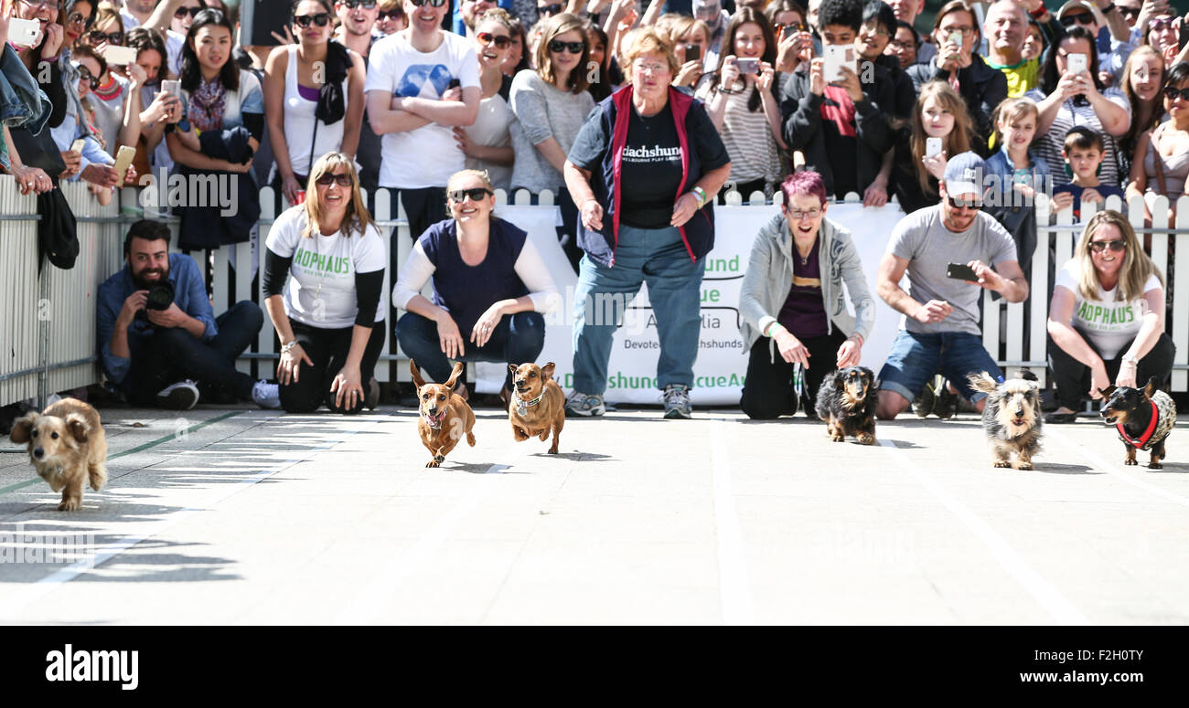 Dackel Hunde laufen beim ersten Teckelrennen Rennen in Melbourne, September 2015 Stockfoto