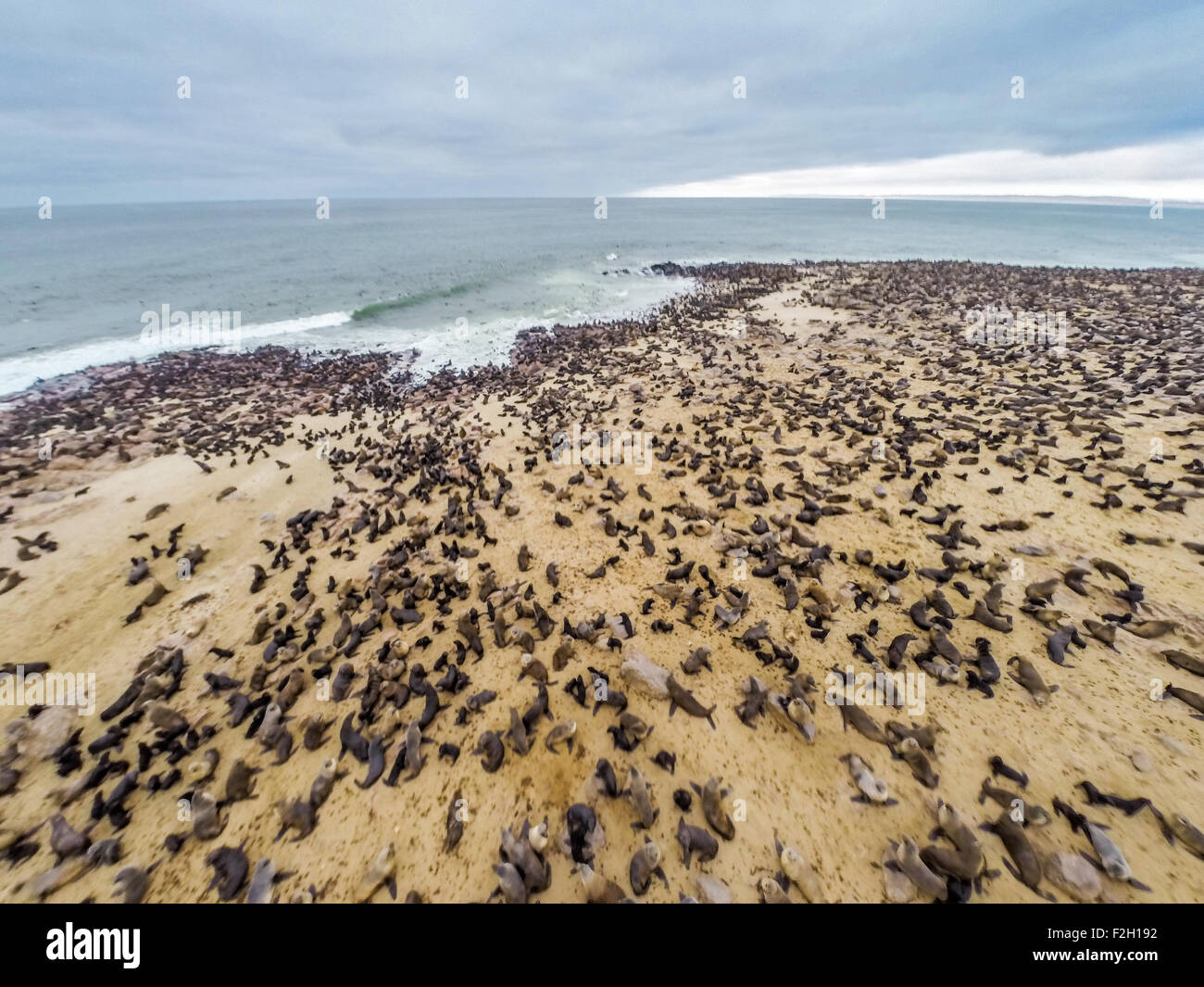 Robben an Dichtung zu reservieren, entlang der Küste in Namibia, Afrika Stockfoto