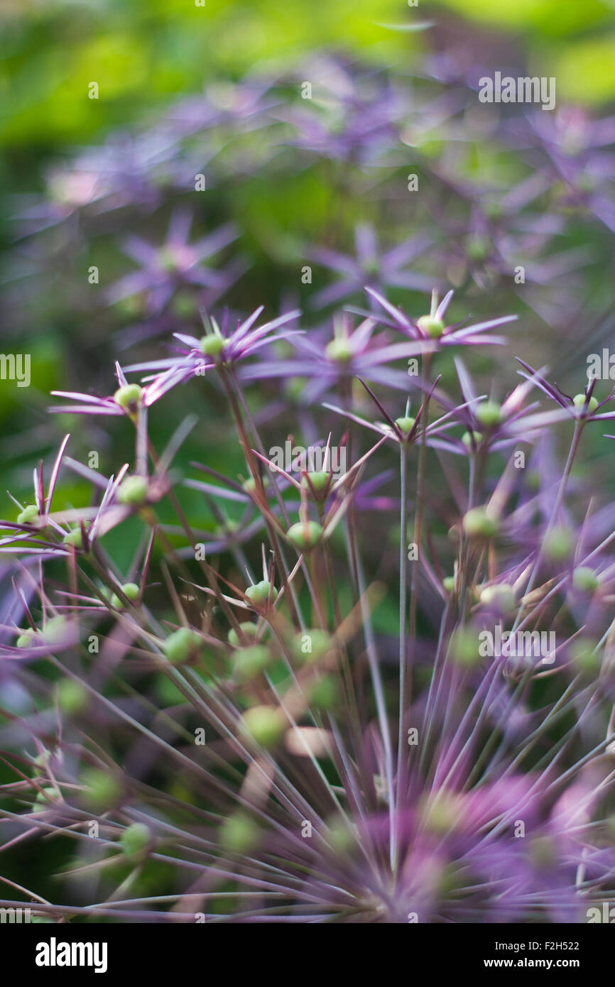 Die lila Blüten einer Pflanze Allium. Stockfoto