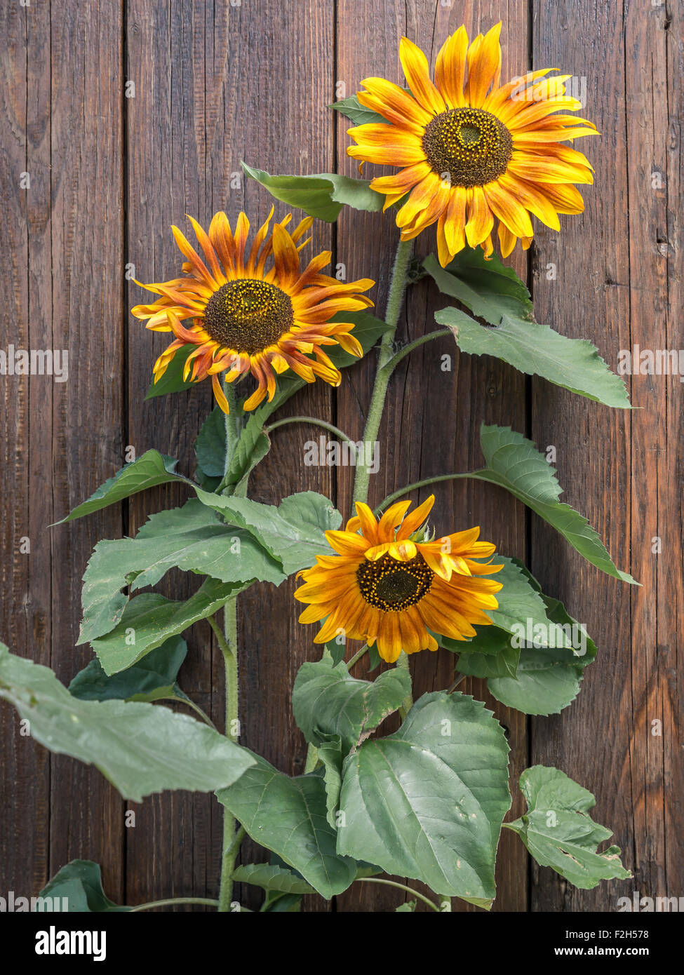 Drei Sonnenblumen wachsen an rustikalen Holzbrett Wand Stockfoto