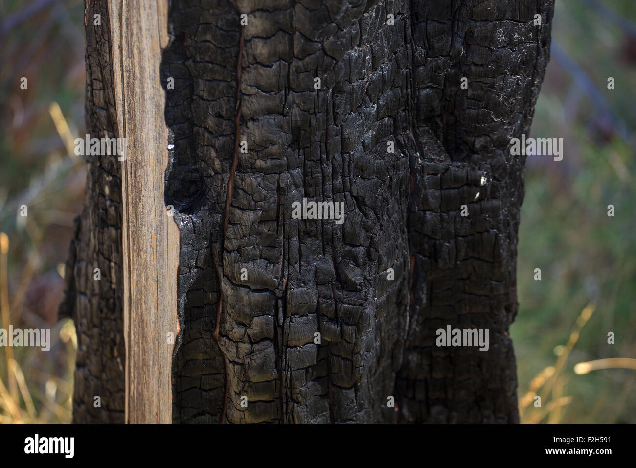 Nahaufnahme von einem schwarzen verbranntem Holz Stockfoto