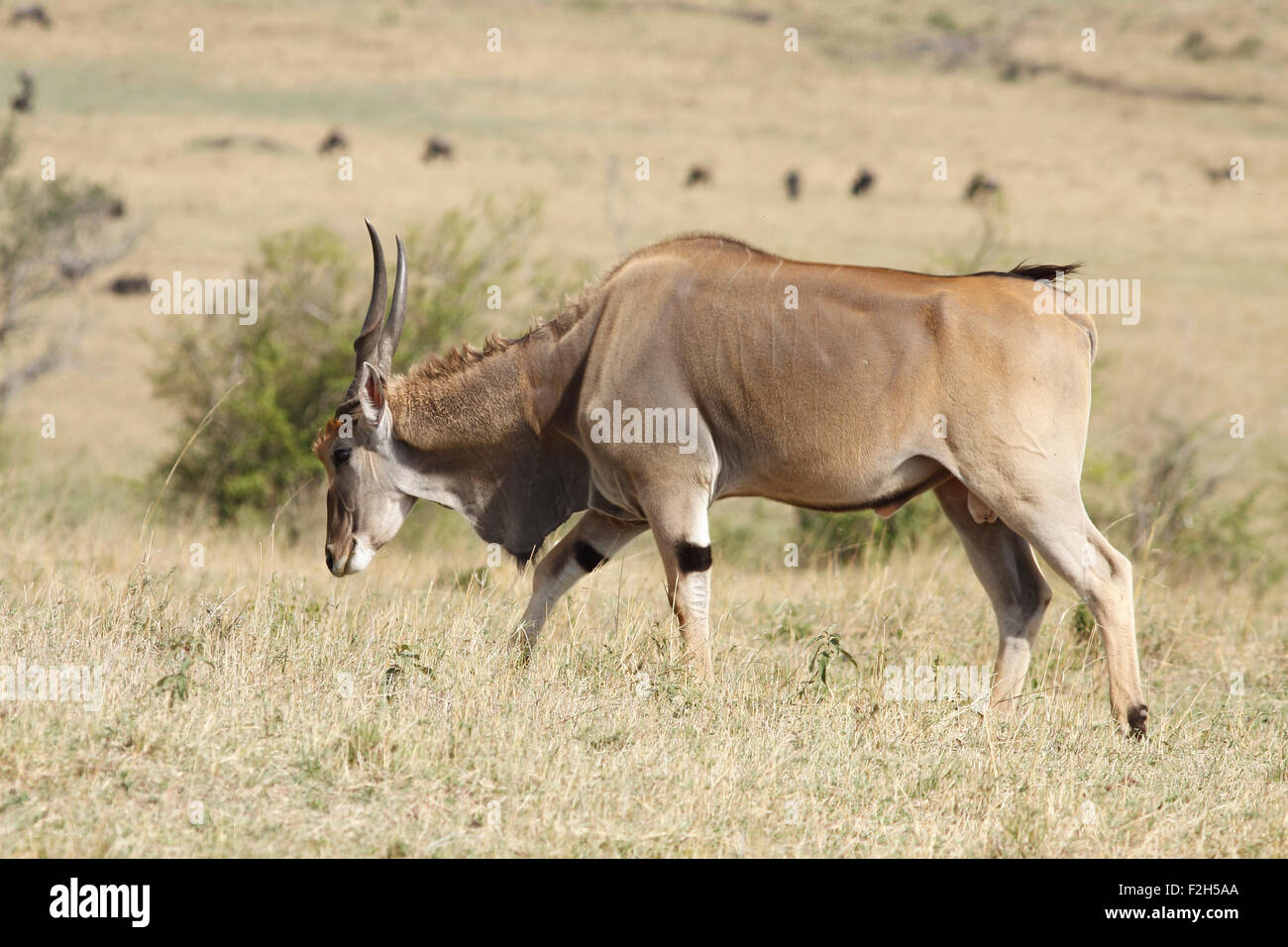 Männliche Elenantilope (Tauro Oryx) in der Masai Mara, Kenia Stockfoto