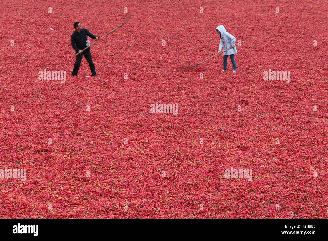 (150919)--TACHENG, 19. September 2015 (Xinhua)--Fame trockene rote Paprika in einem Hof in Anjihai Township von Shawan Grafschaft, Nordwest-China Xinjiang Uygur Autonome Region, die 9. September 2015. Die Erntesaison ist durch Reife Pflanzen gefärbt. (Xinhua/Song Changjiang) (Zkr) Stockfoto
