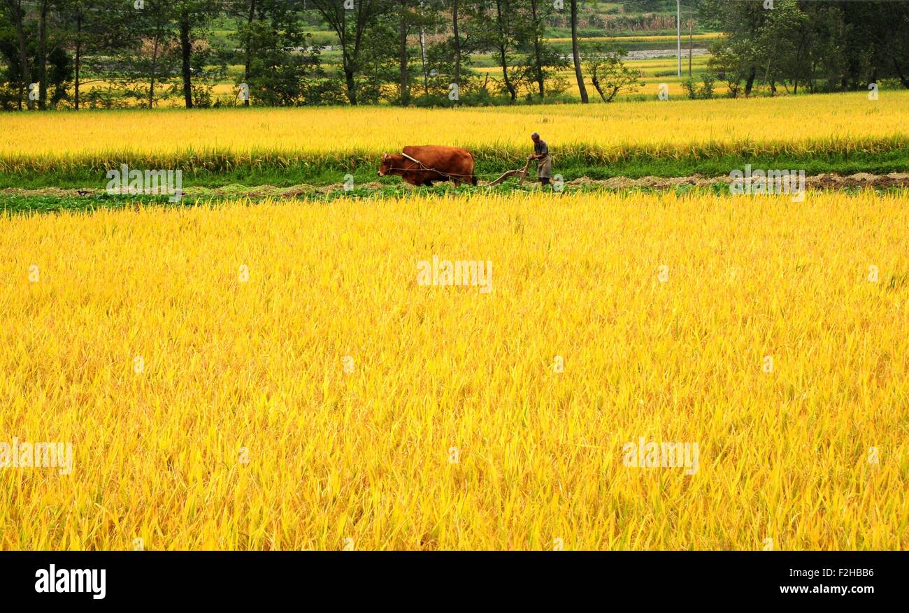 (150919)--CHONGQING, 19. September 2015 (Xinhua)--A Landwirt arbeiten auf dem Gebiet in Zhongling Dorf Youyang County, Südwesten China Chongqing Stadtbezirk, 16. September 2015. Die Erntesaison ist durch Reife Pflanzen gefärbt. (Xinhua/Chen Bisheng) (Zkr) Stockfoto